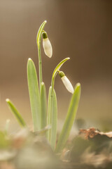 the first snowdrops are coming out and starting to bloom