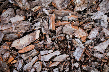 wooden chunks in the forest