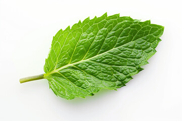 A fresh, vibrant pudina (mint) leaf isolated on a clean white background
