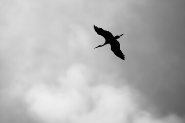 Dark silhouette of stork flying with spread wings under gray sky clouds