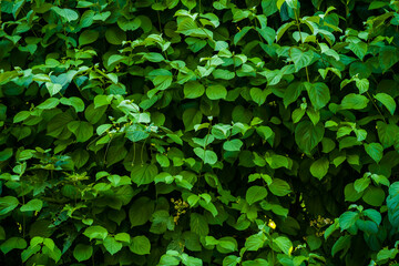 Green etude in summer,  lush green foliage with little flowers