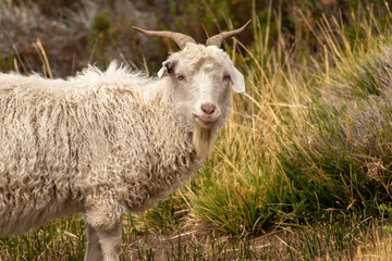 Naklejka premium Chivo pastando en Neuquén