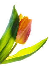 Obraz premium tulip isolated on white