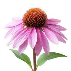 A single purple flower with a red center. The flower is the main focus of the image. The flower is surrounded by green leaves, which add a touch of color and contrast to the image