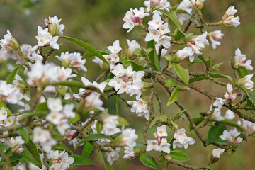 White Daphne bholua, or Nepalese Paper Plant in flower.
