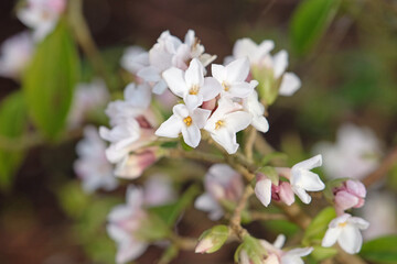 White Daphne bholua, or Nepalese Paper Plant in flower.