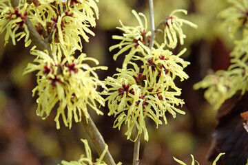 Bright yellow Hamamelis x intermedia ‘Sunburst’, winter witch hazel in flower.