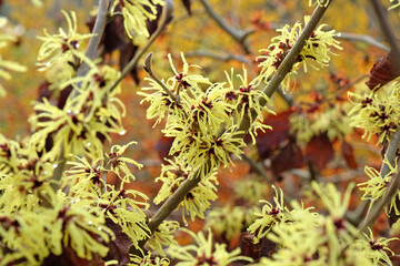 Bright yellow Hamamelis x intermedia ‘Sunburst’, winter witch hazel in flower.