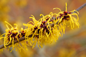 Golden yellow Hamamelis x intermedia ‘Barmstedt Gold’, winter witch hazel in flower.