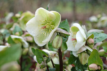 White Helleborus, also known as hellebore, snow rose, lenten rose, ‘Molly’s White’ in flower