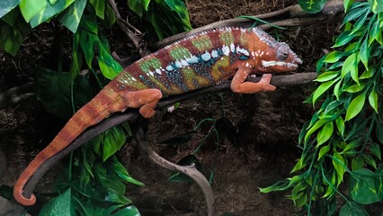 The lizards are kept in a glass tank.