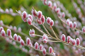 The red catkins of Salix gracilistyla  also know as rose gold pussy willow. © Alexandra