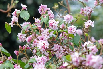 White and pink Daphne bholua, or Nepalese Paper Plant ‘Peter Smithers’ in flower.