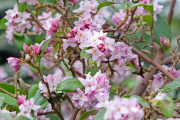 White and pink Daphne bholua, or Nepalese Paper Plant ‘Peter Smithers’ in flower.