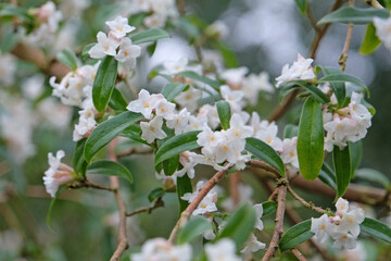 White Daphne bholua, or Nepalese Paper Plant ‘Alba’ in flower.