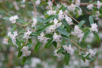White Daphne bholua, or Nepalese Paper Plant ‘Alba’ in flower.