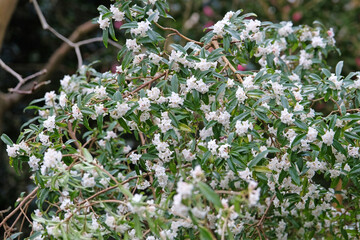 White Daphne bholua, or Nepalese Paper Plant ‘Alba’ in flower.