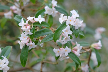 White Daphne bholua, or Nepalese Paper Plant ‘Alba’ in flower.