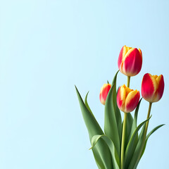 Fototapeta premium 튤립