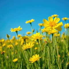 Obraz premium dandelions on blue sky background, field of yellow dandelions, meadow with yellow flowers, field of yellow flowers