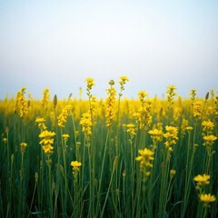 Obraz premium dandelions on blue sky background, field of yellow dandelions, meadow with yellow flowers, field of yellow flowers