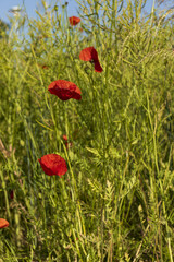 Obraz premium Red poppy flowers in tall grass. red flowers. Poppy. Meadow with tall grass. Summer, season, plants, flowers.