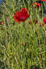 Obraz premium Red poppy flowers in tall grass. red flowers. Poppy. Meadow with tall grass. Summer, season, plants, flowers.