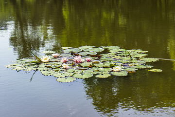 Bunch of water lily leaves on water surface. A green floating island made of water lily leaves. Water reservoir in nature. Water lilies on the water surface.