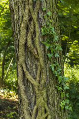 Detail of a tree trunk with overgrown vines. An alien plant on a tree trunk. Tree trunk, nature, plant symbiosis.