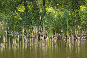 Obraz premium Park with water surface, trees and grass on a sunny summer day. Beautiful sunny day in the park. River flowing through the park. Trees, grass and water surface of a flowing stream.