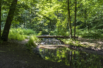 Obraz premium A fallen log across a stream. Forest stream. A forest with sunbeams shining through. A forest with a stream and a log fallen over the riverbed.