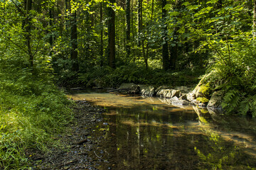 A forest stream with a calm surface and stones in the bed. Stream flowing through the forest....