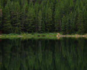 Obraz premium reflection of pine trees in water
