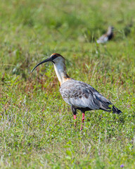 curicaca
Theristicus caudatus