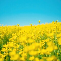 Obraz premium dandelions on blue sky background, field of yellow dandelions, meadow with yellow flowers, field of yellow flowers