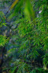 Fototapeta premium Close up of green fern leaves as a background with text space