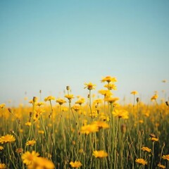 dandelions on blue sky background, field of yellow dandelions, meadow with yellow flowers, field of yellow flowers