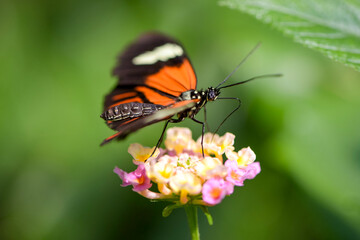 Macro photography of an orange butterfly in nature