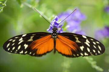 Macro photography of an orange butterfly in nature