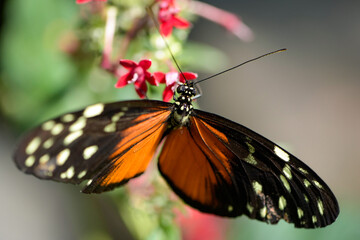 Macro photography of an orange butterfly in nature