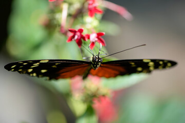 Macro photography of an orange butterfly in nature