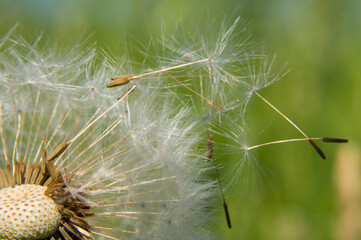 dandelion seeds on a green background