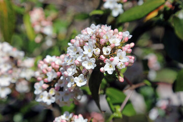 Closeup of sunlit Arrowwood blooms, Derbyshire England
