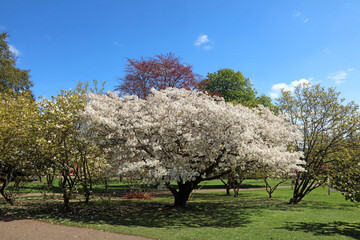 Japanese Cherry tree covered in blossom, Sheffield South Yorkshire
