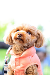 空を見上げているトイ・プードル