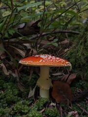 Little musroom, Fly Mushroom Under Leaves