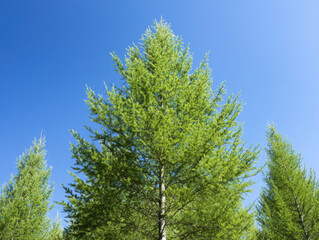 Lush green trees reaching towards clear blue sky create serene atmosphere