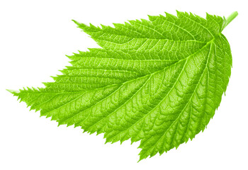 Raspberry leaf Clipping Path. Raspberry leaf isolated on white background