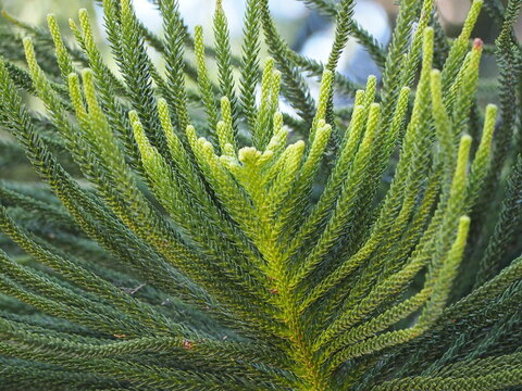Norfolk lsland Pine has green leaves with small, pointed tips that overlap into dense scales. Branches and leaves emerge from trunk in layers like an umbrella. Araucaria cookii R.Br.(Salisb.) Franco.
