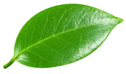 Leaves isolated on white background. Clipping path leaves. Leaf macro studio photo